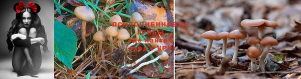 кокаин перу Михайлов